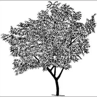 thumbnail for publication: Ulmus parvifolia 'Sempervirens': Weeping Chinese Elm